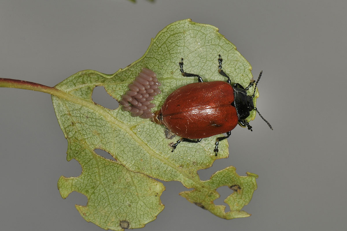 Chrysomela populi ? Si.